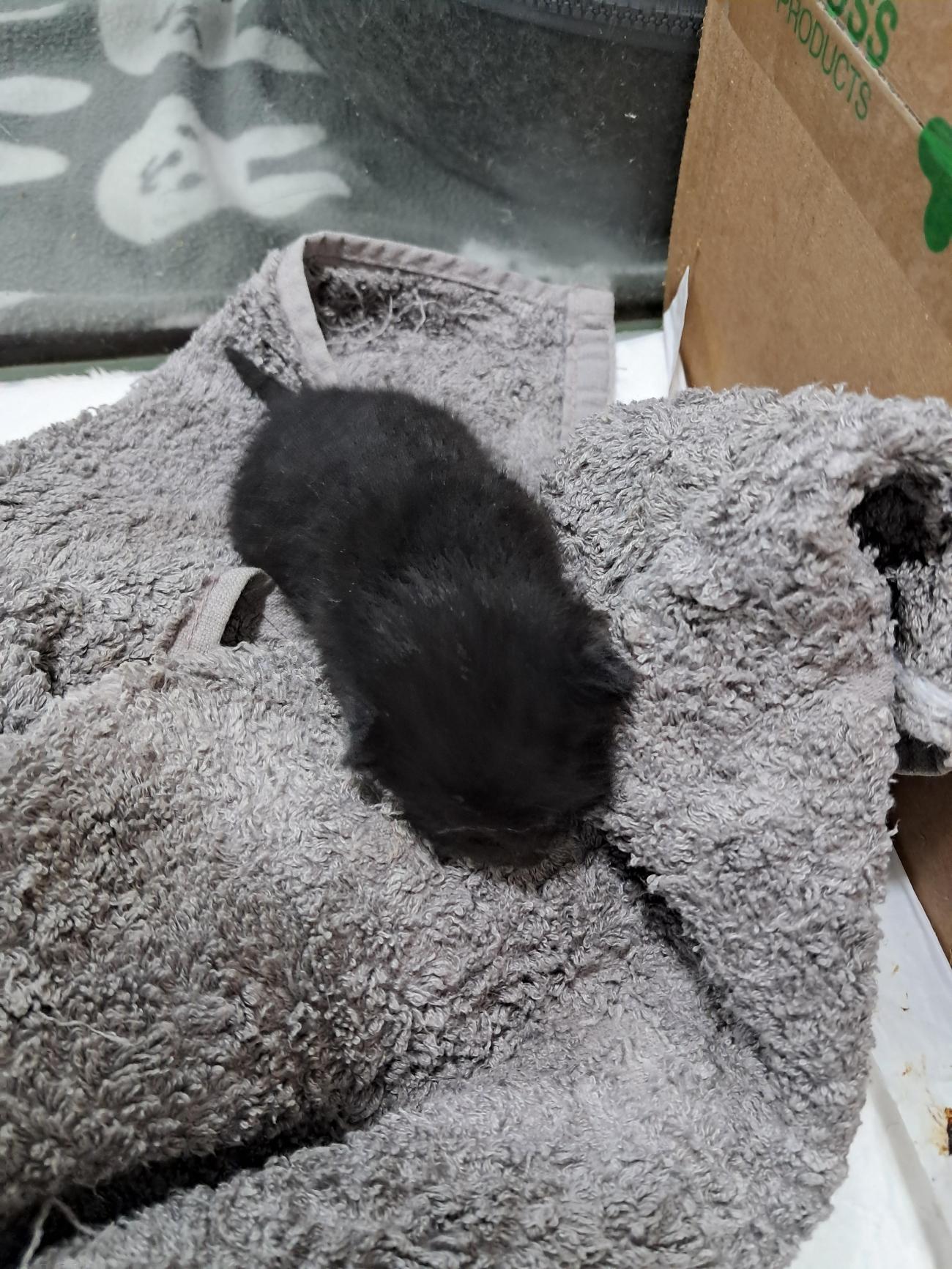 강남동물병원_431370202500786